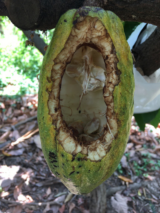 Cacao Fruit without Seeds