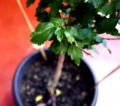 Plant Used in Research