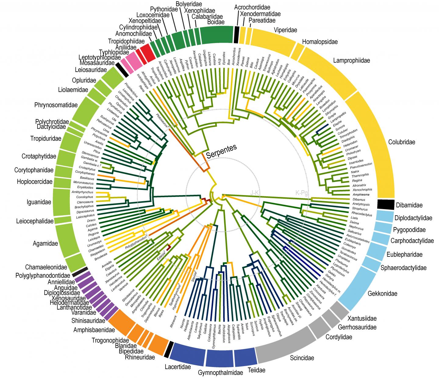 Tempo of skull shape evolution across snakes and lizard groups where warmer colors indicate faster rates of evolution.