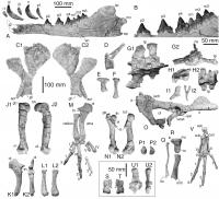 Bones Of Newly Found Four-Legged Whale