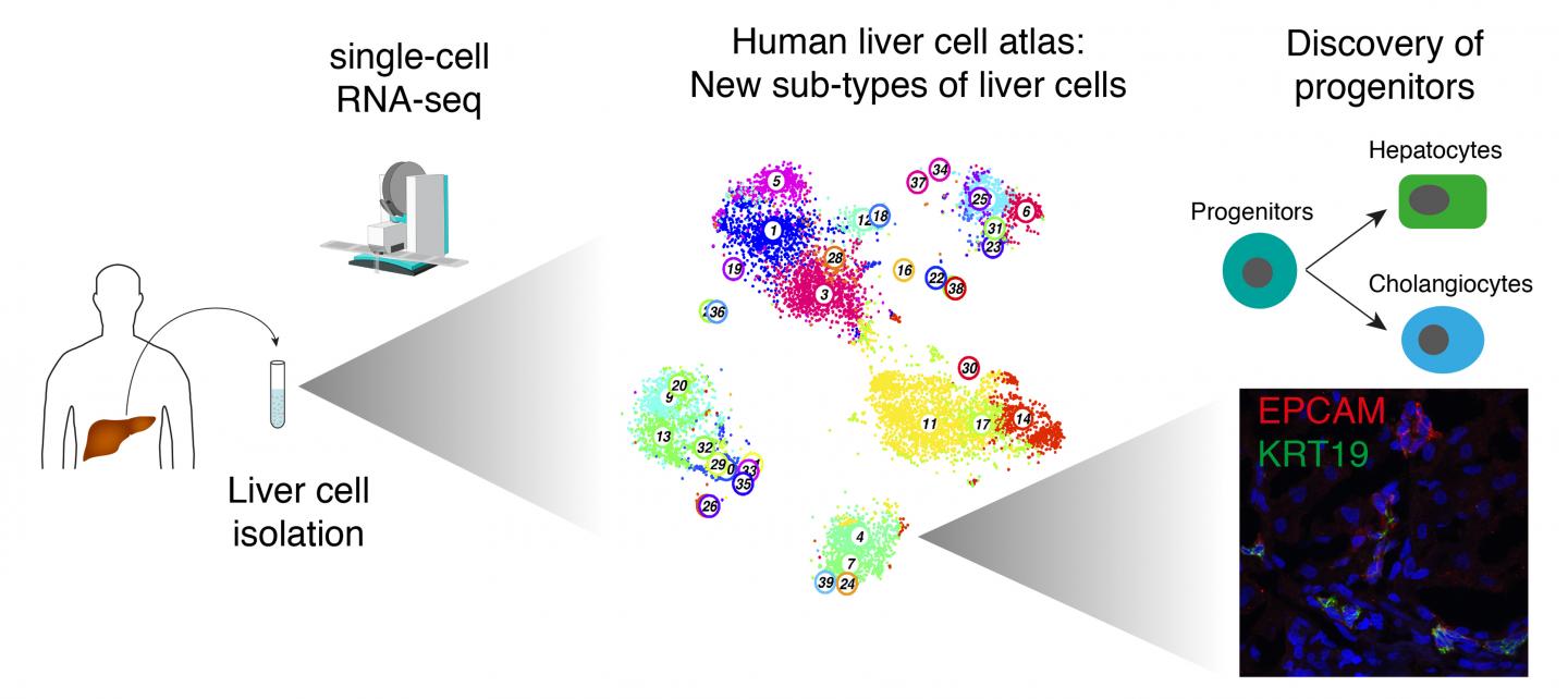 Using Single Cell RNA Sequencing, Mpg Researchers Create a Comprehensive Map of Human Liver Cells