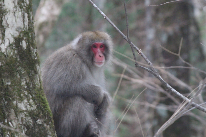 Snow monkey (Japanese macaque Macaca fuscata)