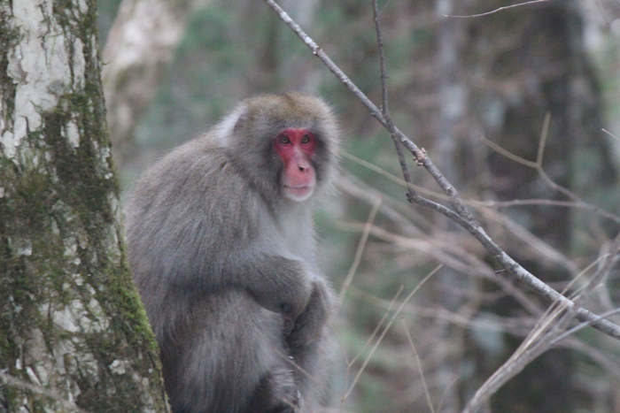 pin-by-joseph-ramiro-macias-perez-on-animals-snow-monkey-japanese