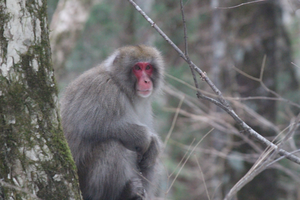Snow monkeys go fishing to survive harsh Japa
