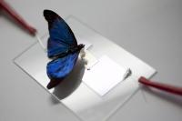 Sensor and Blue Butterfly