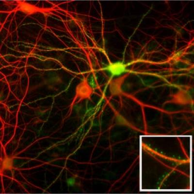 Neuroligin-1 in Nerve Cells