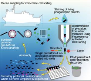 Strategy for discovering protist – bacterial interactions in the ocean