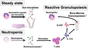 Mechanism of reactive neutropenia