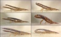 Size Affects Mating on Feather Lice