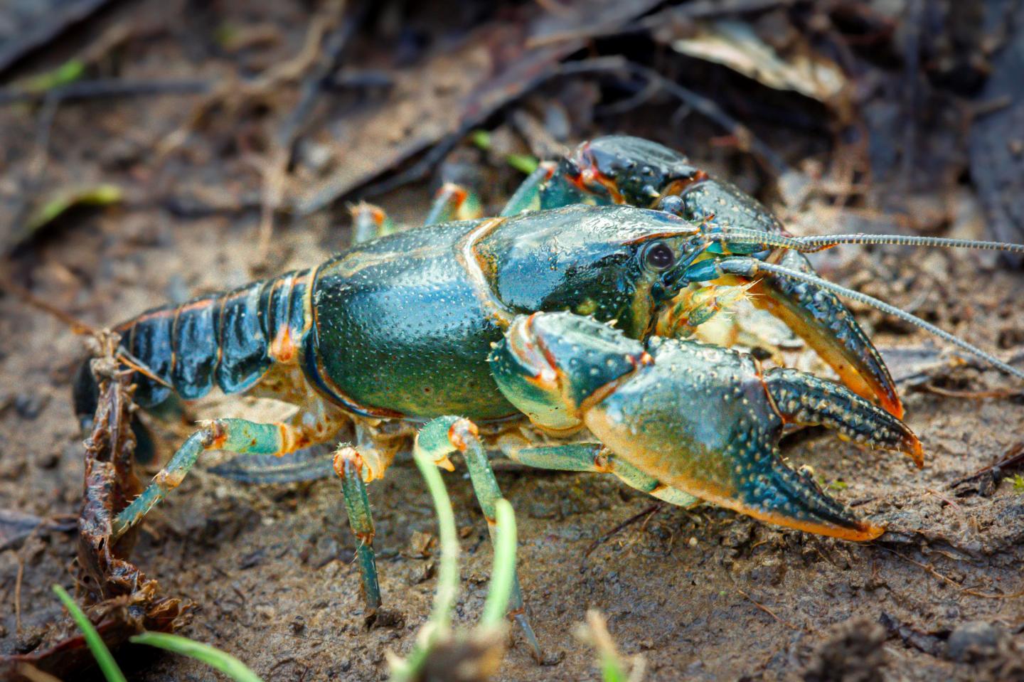 Lonesome Gravedigger Crayfish