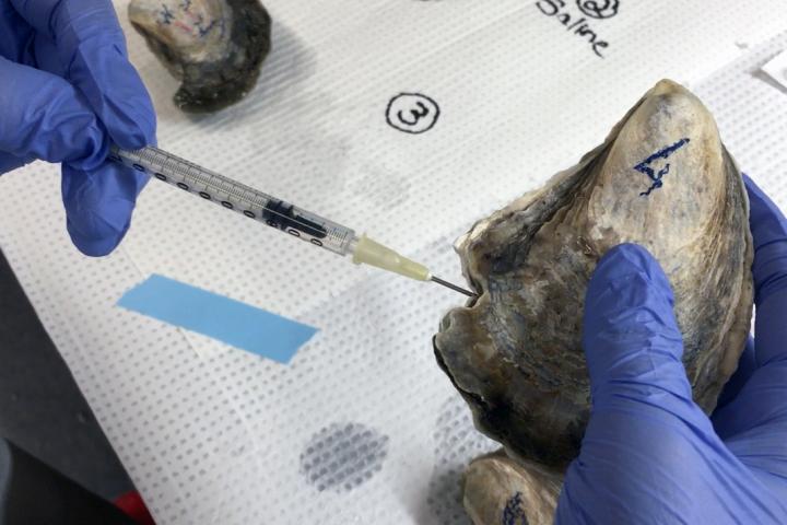 Adrienne Tracy Oyster Lab Work