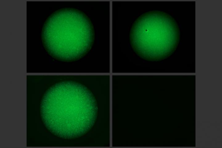 Programmable Gels