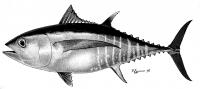 Bigeye Tuna (<i>Thunnus obesus</i>)