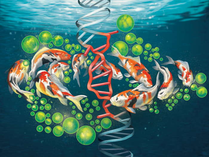 The carp virus that taught researchers about immunology