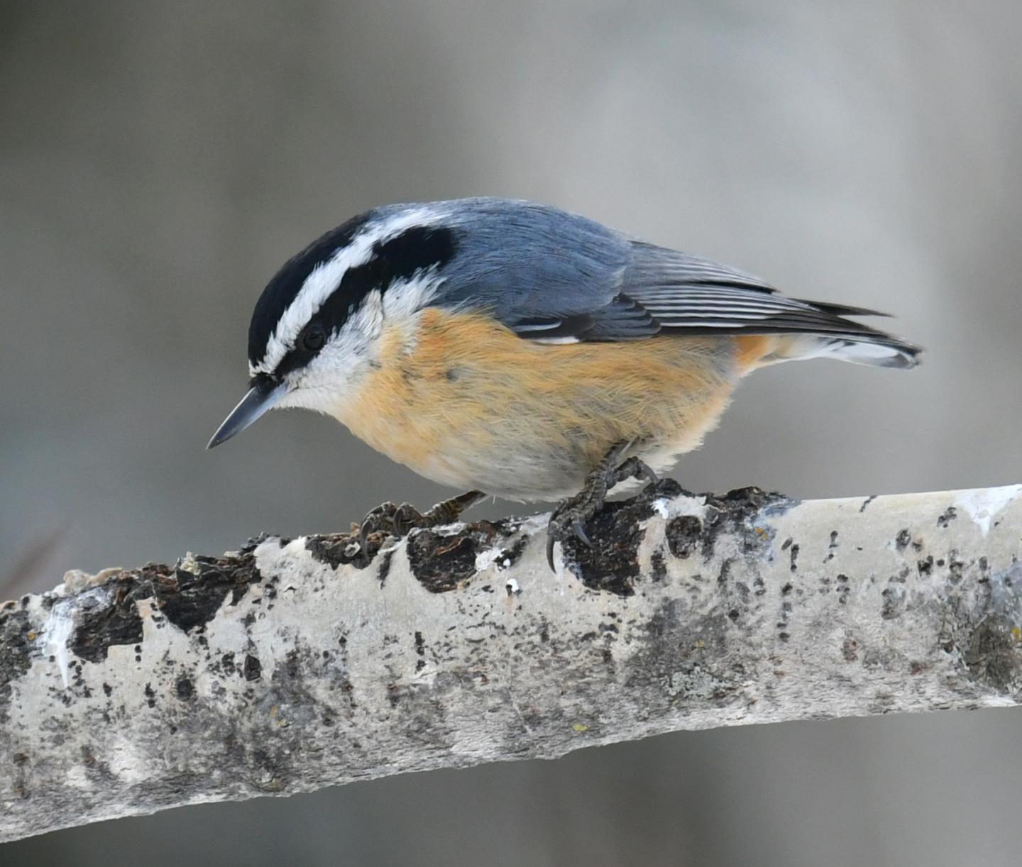 Red-breasted Nuthatch