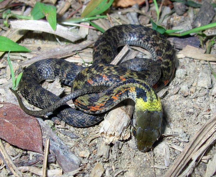 Juvenile Rhabdophis Tigrinus Snake in Defense Posture