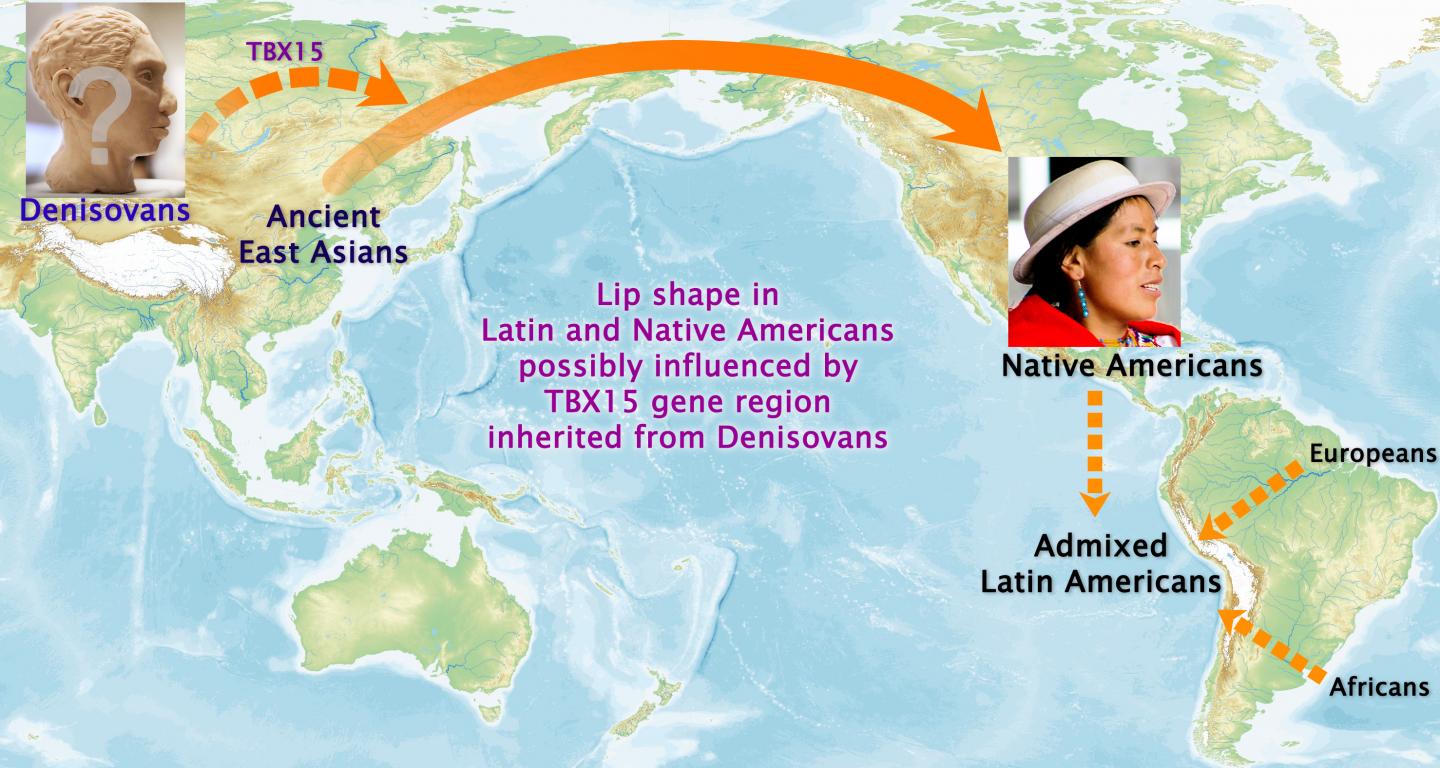 Denisovan gene passed on to South Americans