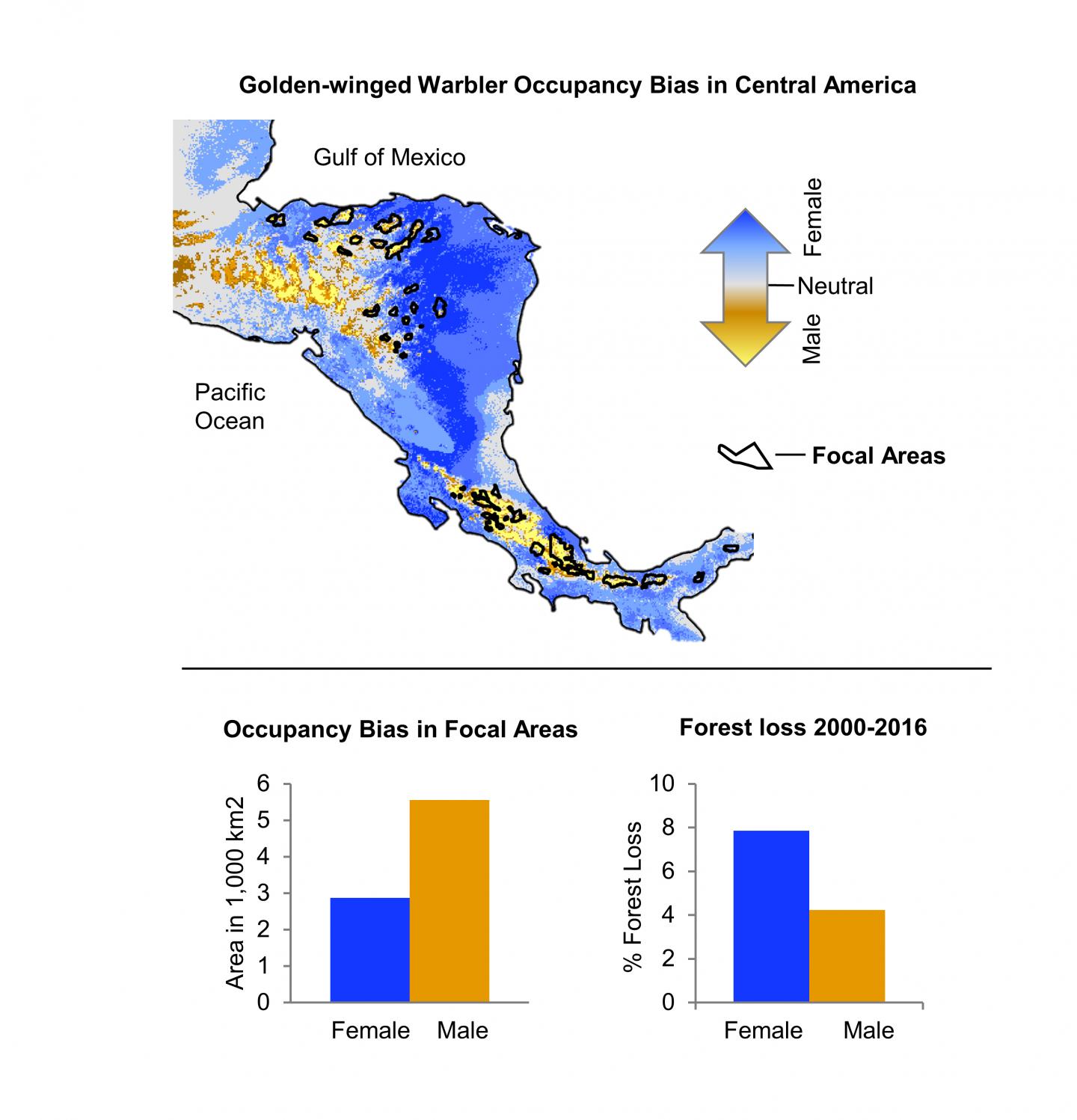 Golden-winged Warbler Occupancy Bias in Central America