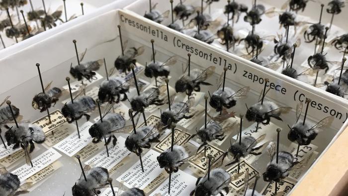 Historical bee collection