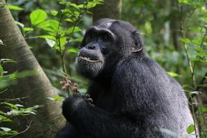 Pharmacological and behavioral investigation of putative self-medicative plants in Budongo chimpanzee diets