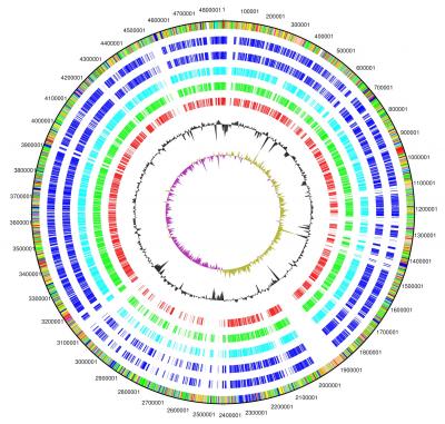 Comparison of the Genome of Steno and its Relatives that Attack Plants