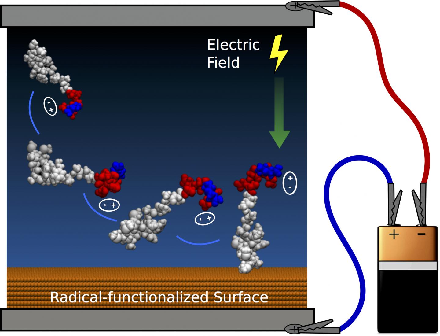 Control of Peptide Orientation by Electric Field