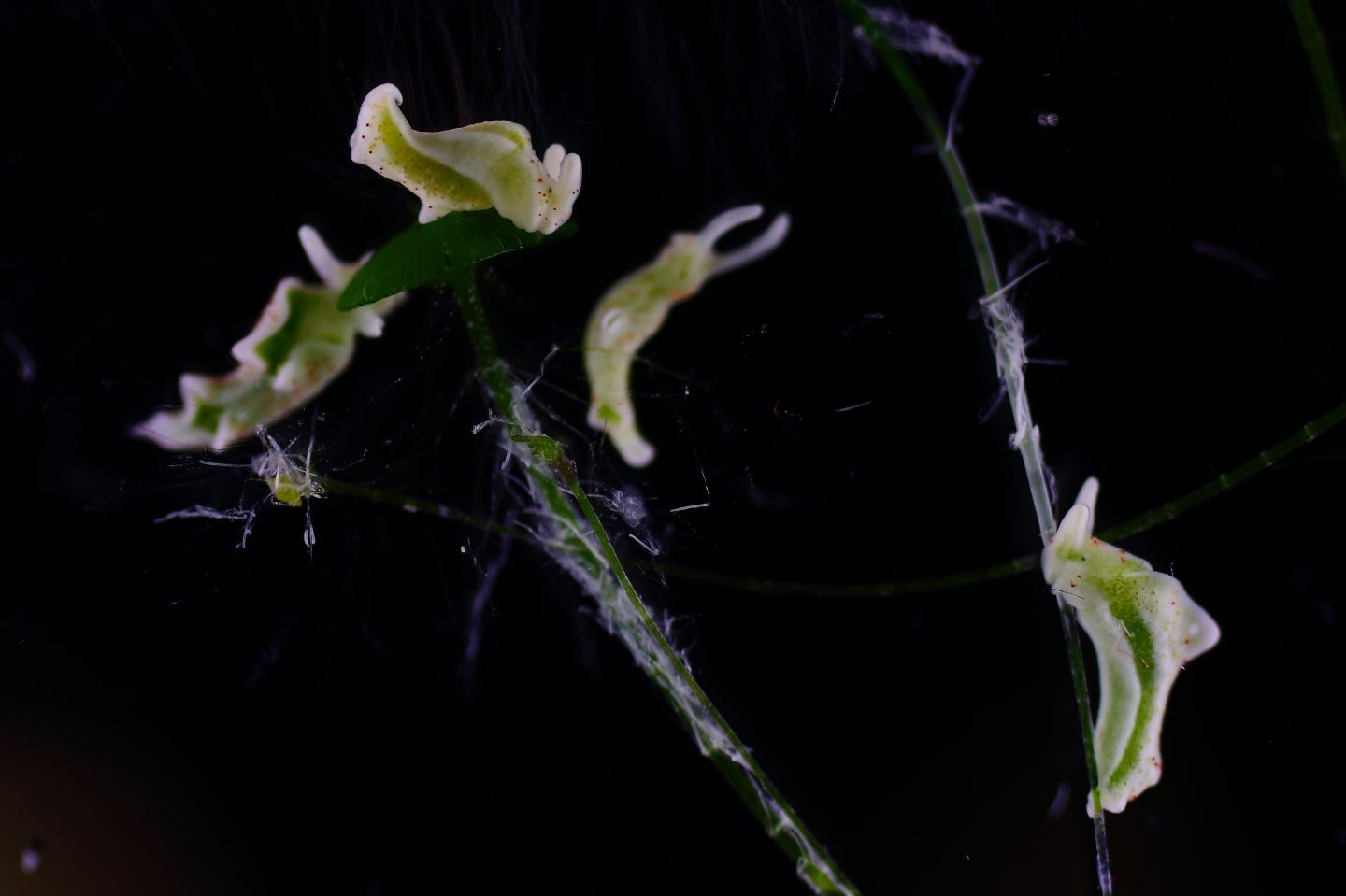 E. timida sea slugs