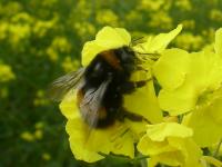 Foraging Wild Bumblebee