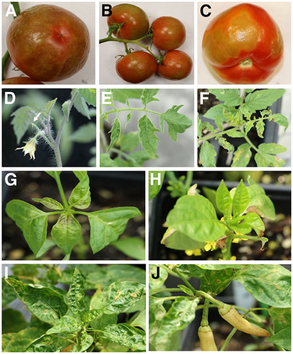 Typical symptoms of tomato brown rugose fruit virus