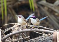 Male and Female Purple-Crowned Fairy-Wrens