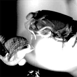 Smashing Mantis Shrimp