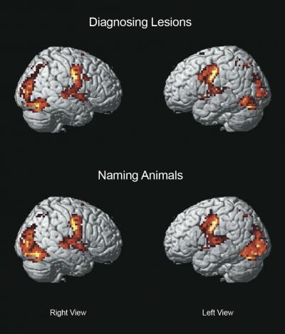 How Doctors Make Diagnoses