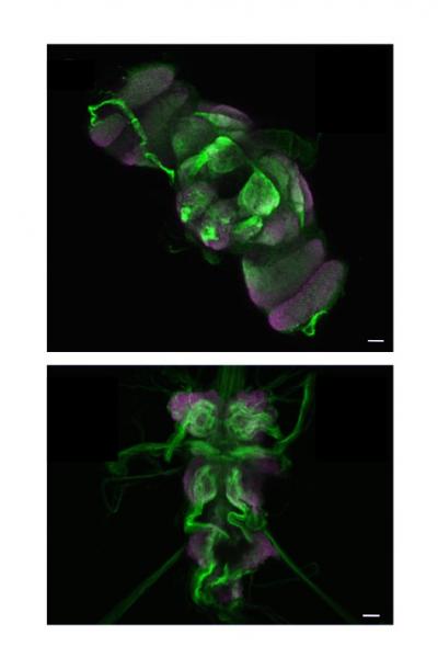 The Sei Channel Is Broadly Expressed in the Fruit Fly Nervous System
