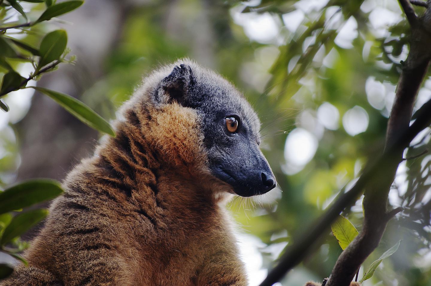 The Importance of Madagascar's Lowland Rainforest for Lemur Conservation