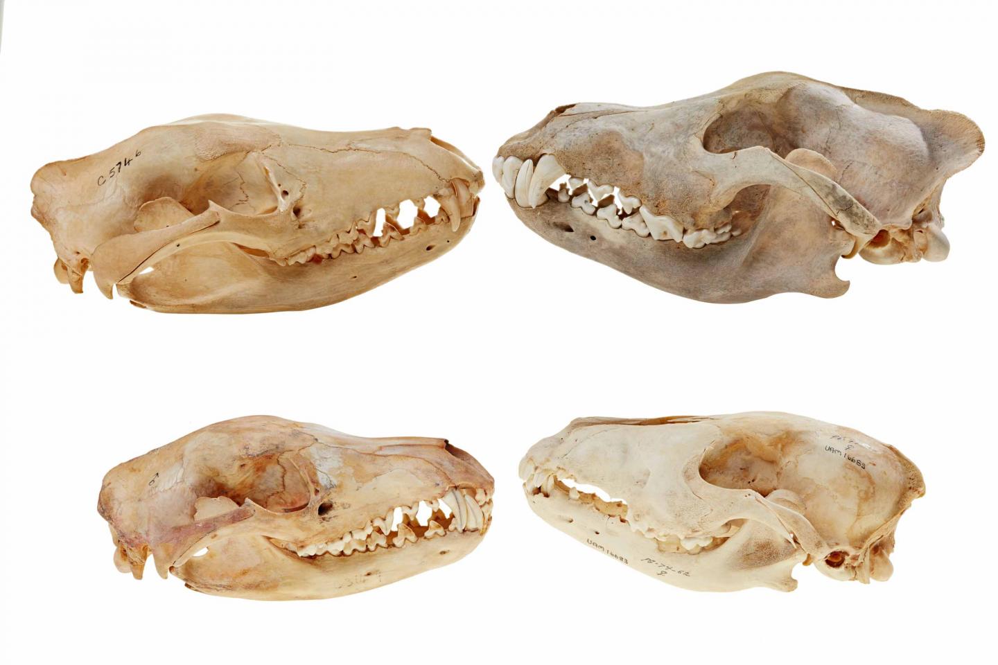 Thylacine Jaw