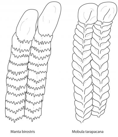 Ray Filters Compared