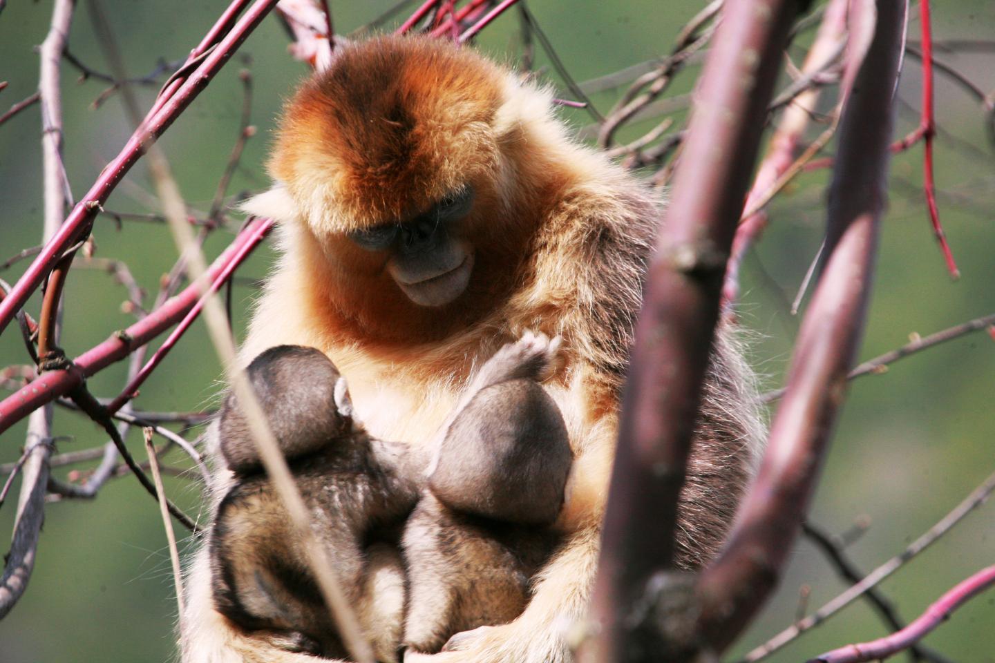 首次看见：川金丝猴会哺育其它母猴的婴儿