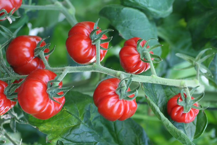The tomato domestication involved agricultural societies from Peru to Mexico