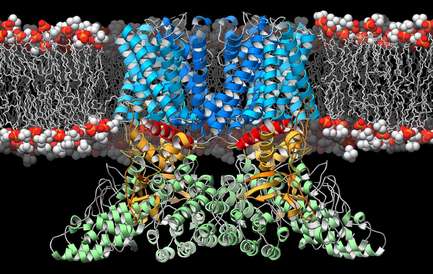 Ion Channel