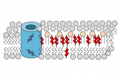 Diagram of Cholesterol in Cell Membrane