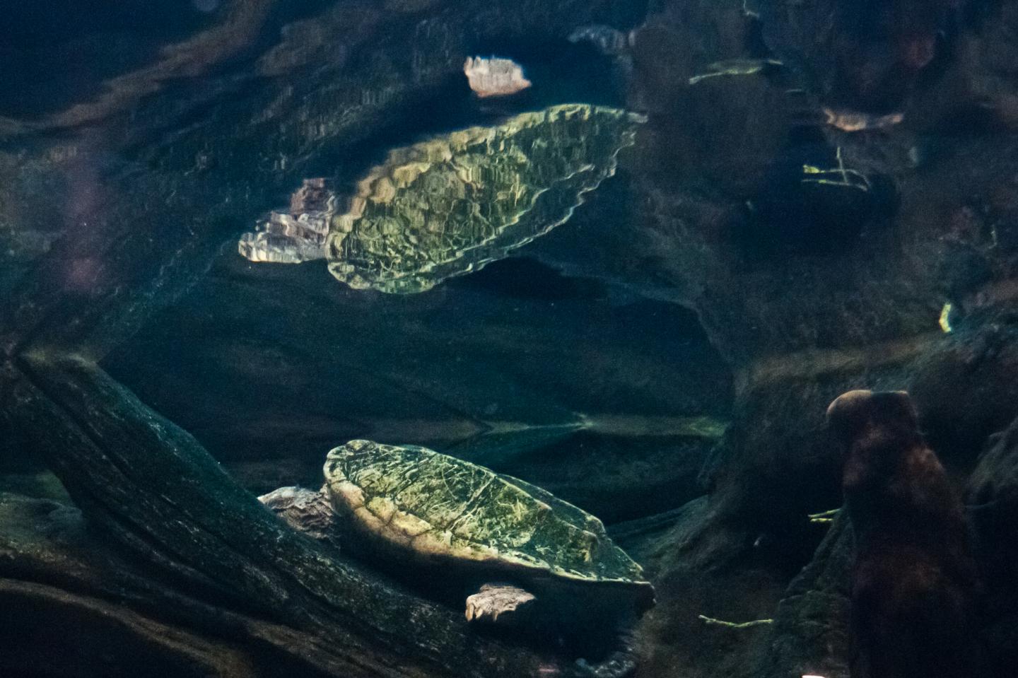 Turtle (2 of 2)