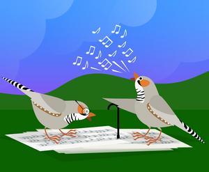 Illustration of zebrafinches learning songs