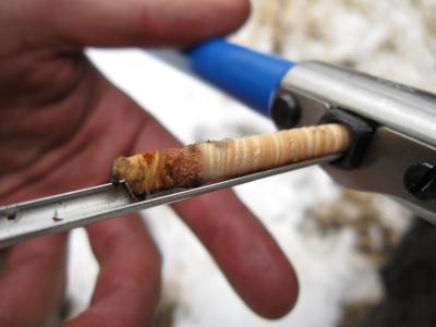 Close-up of Core from Tree