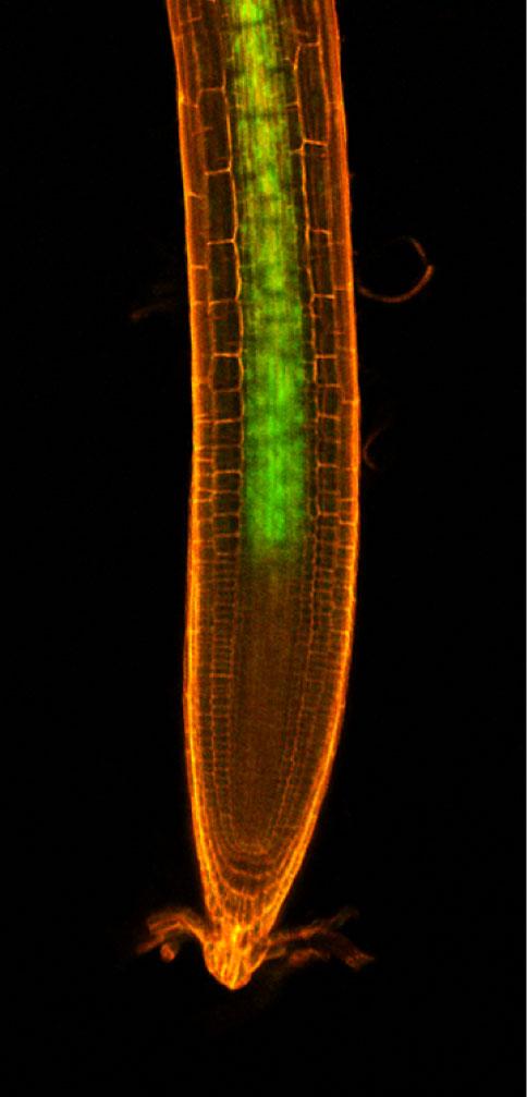 Shoot-Derived GFP-CEPD1 Signal in Roots