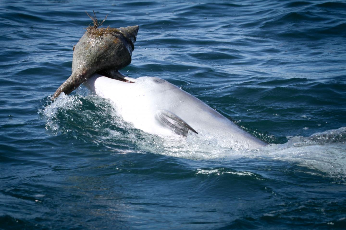Dolphin Shelling