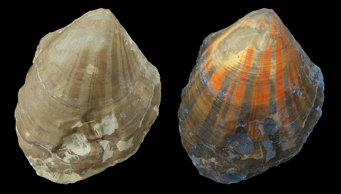 Scallop Pleuronectites from the Triassic period