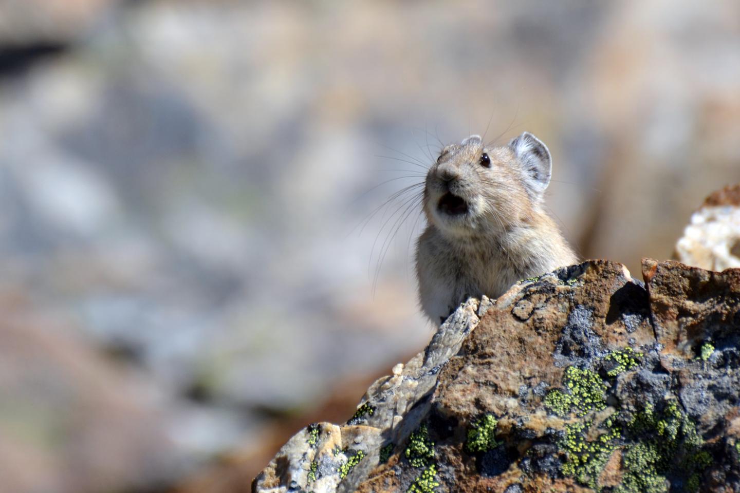 An American Pika Calling
