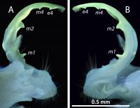 Glowing millipede genitalia of <em>P. minor</em>