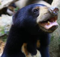 Mature Female Sun Bear in Malaysia