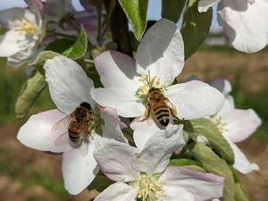 Pollination of apples by honeybees